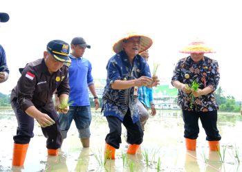 Abdullah Sani bersama Kelompok Tani melakukan penanaman padi di Desa Pasar Pelawan, Kamis (20/07/2023). (Foto: Diskominfo/Agus)