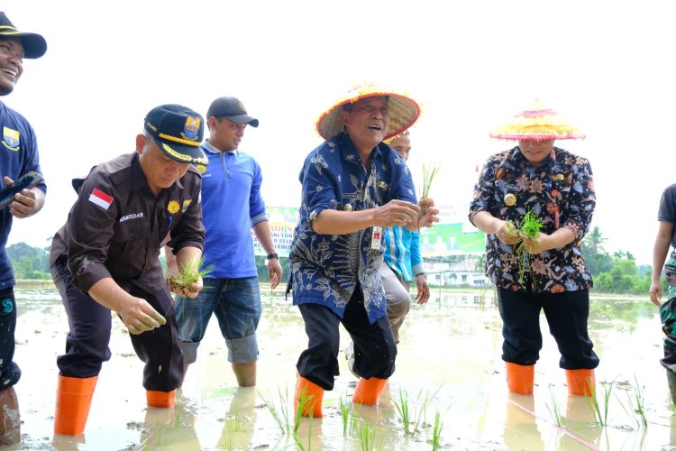 Abdullah Sani bersama Kelompok Tani melakukan penanaman padi di Desa Pasar Pelawan, Kamis (20/07/2023). (Foto: Diskominfo/Agus)