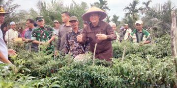 Bupati Muaro Jambi BBS bersama petani cabai sungai gelam saat memanen cabai di sungai gelam (dok. Salimbai.id/deni)
