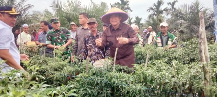 Bupati Muaro Jambi BBS bersama petani cabai sungai gelam saat memanen cabai di sungai gelam (dok. Salimbai.id/deni)