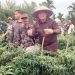 Bupati Muaro Jambi BBS bersama petani cabai sungai gelam saat memanen cabai di sungai gelam (dok. Salimbai.id/deni)